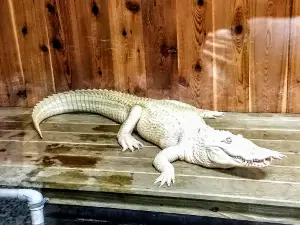 Oglebay Good Zoo