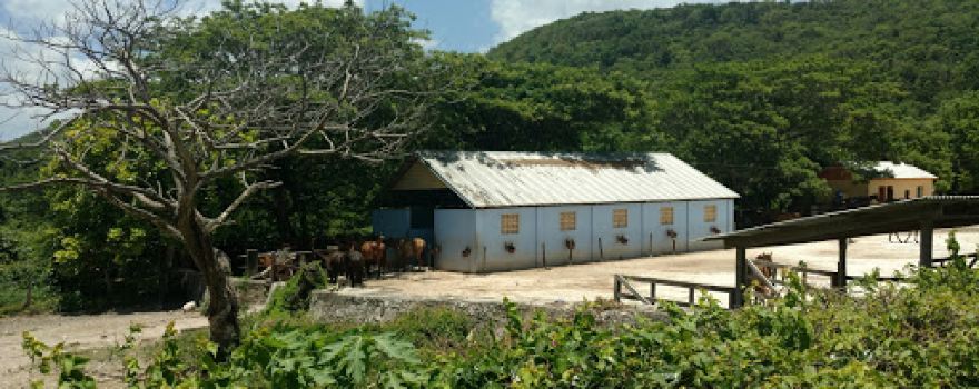 Braco Stables