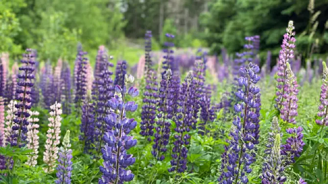 Robinsons Island Trail System, Prince Edward Island National Park