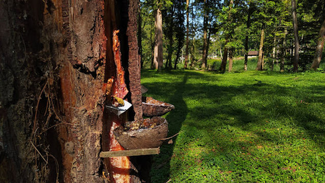 Camping Ground PMI - Kedungrejo