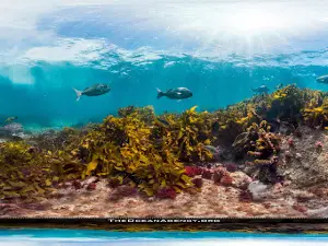 Goat Island Marine Reserve