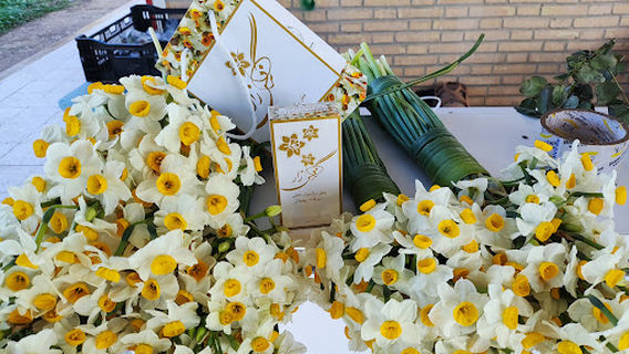 Behbahan narcissus garden