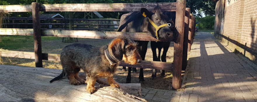 ZIN Zorgboerderij