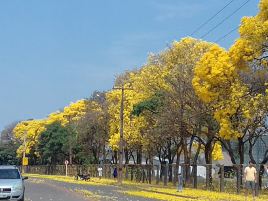 C.Vale Cooperativa Agroindustrial - Nova Mutum