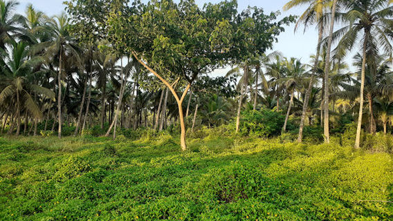 Choottad Beach Puthiyangadi, Kannur