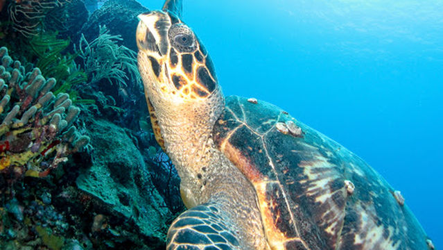 Eastern Caribbean Diving Limited