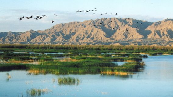 Qingtongxia Bird Island