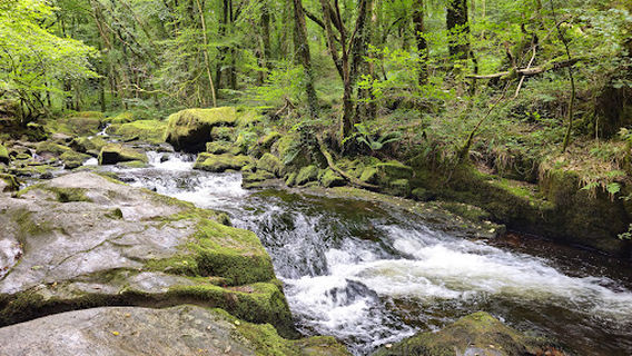 Golitha Falls National Nature Reserve