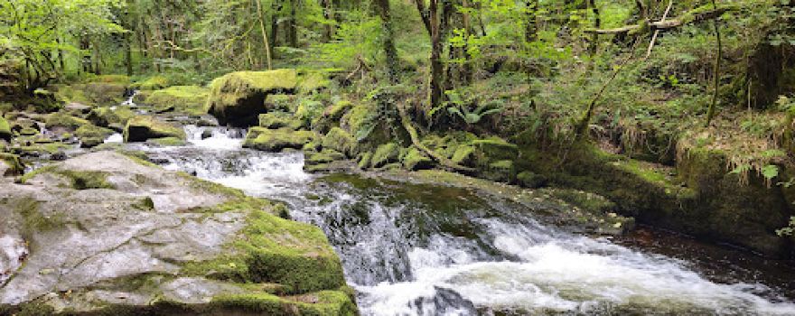Golitha Falls National Nature Reserve