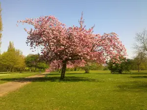 Weelsby Woods Country Park