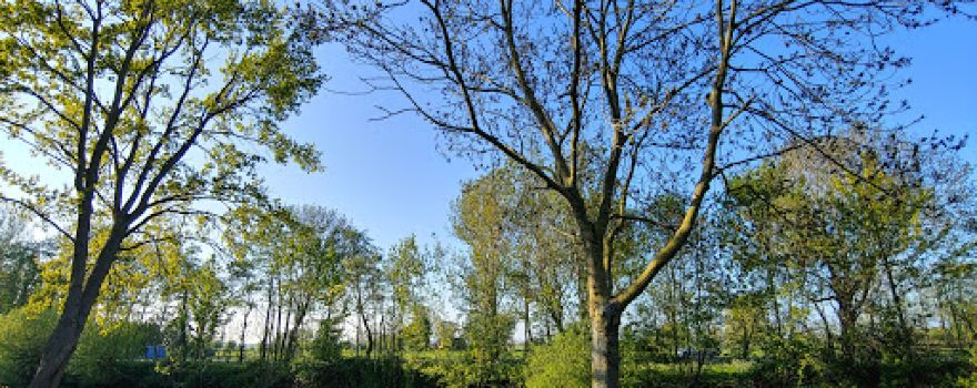 Vijverbos