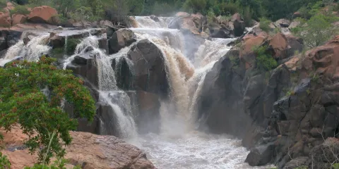 南非低地國家植物園