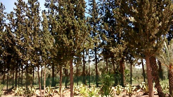 Marrakech