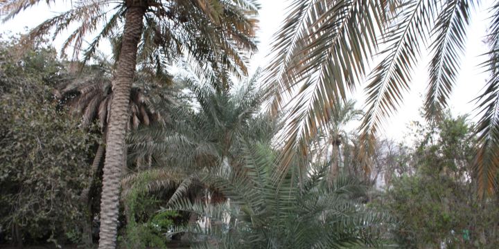 Water Garden