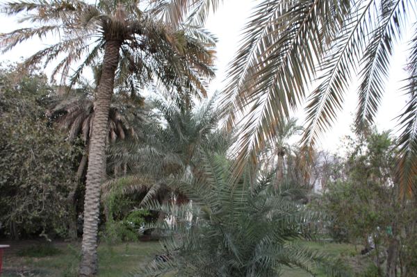 الحديقة المائية