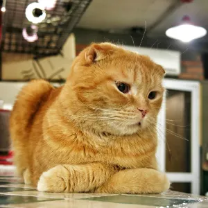 홍대거리
