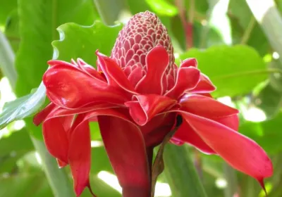 Papillote Tropical Gardens