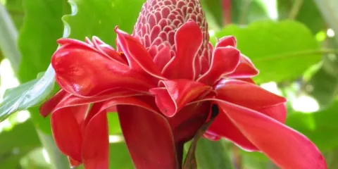 Papillote Tropical Gardens