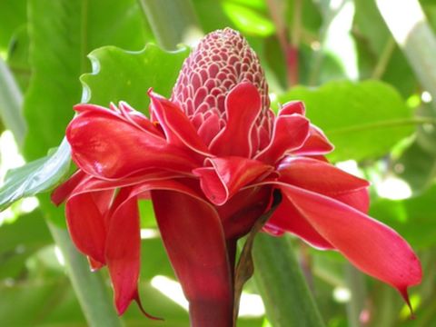 Papillote Tropical Gardens