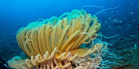 Triton Scuba Diving Centre Halkidiki