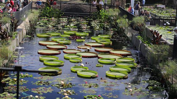 International Waterlily Collection