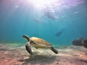 Valentines Dive Center