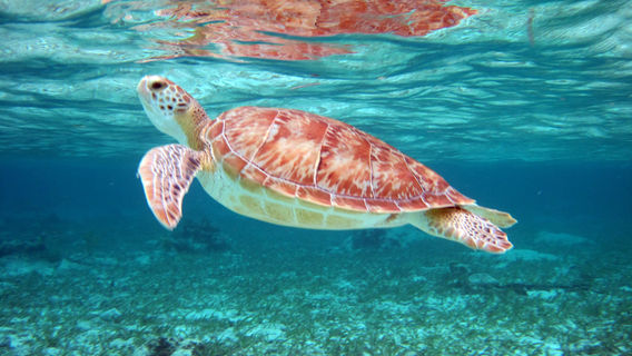 Doctor Dive Costa Maya