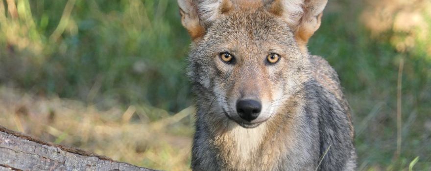 Wolf Conservation Center