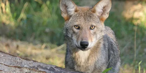 Wolf Conservation Center