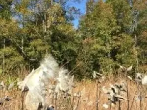 Adkins Arboretum