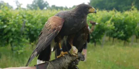 Les Faucons Elusates