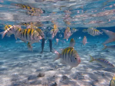 Cayo Arena