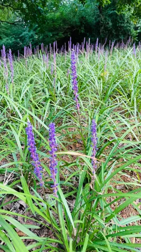 Eunpa Lake Park(West Side)