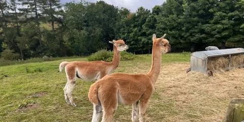 Teesdale Alpacas