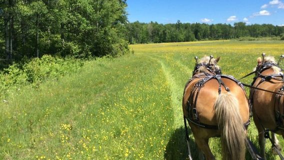 Cook's Country Connection