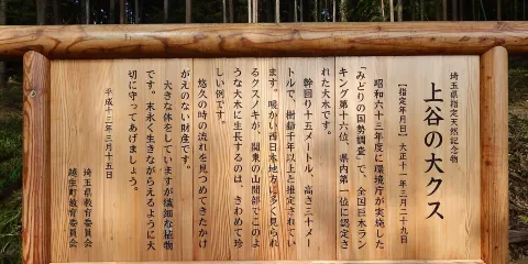 上谷（かみやつ）の大クス