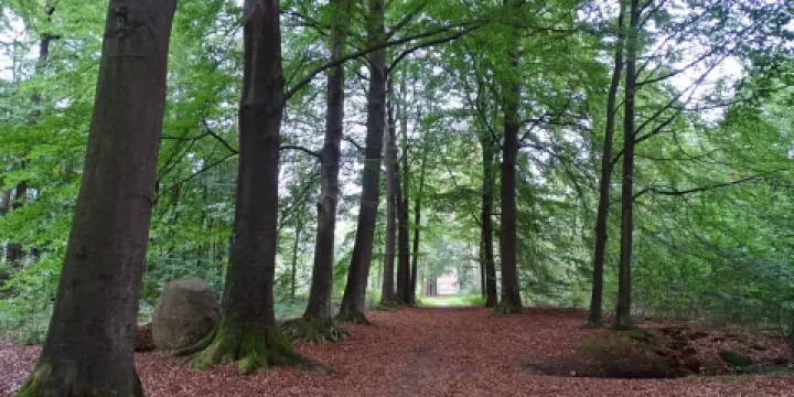 Papeloze kerk, Hunebed D49