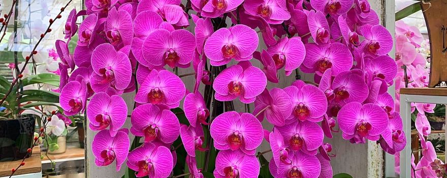 World of Phalaenopsis | Ulu Yam