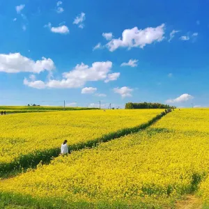 ひまわりの丘