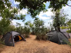 Forest Camp