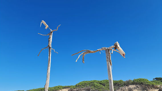 Windang Dog Beach