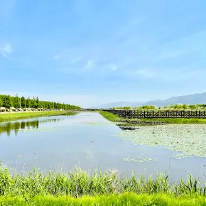 강서낙동강변30리 벚꽃길