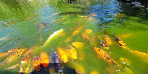 小童的探索花園