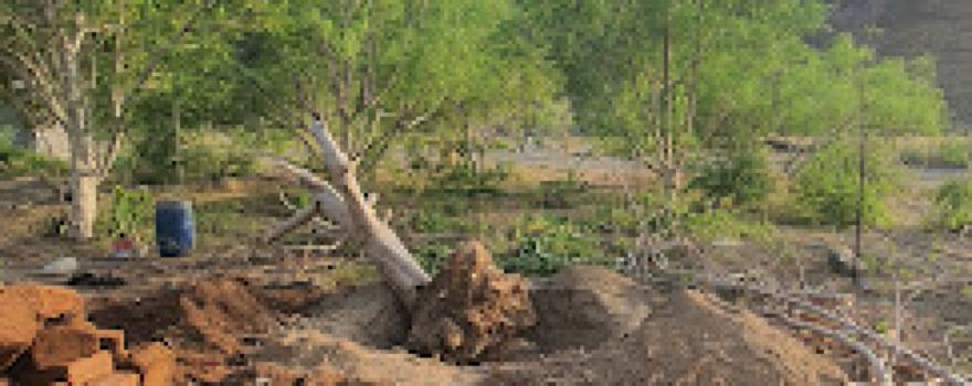 Moringa Reserve