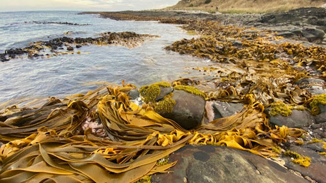 Purakaunui Bay Campsite