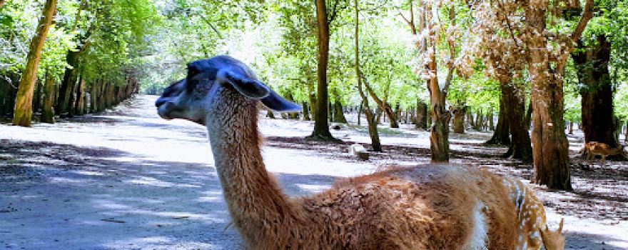 Reserva Ecológica del Parque Pereyra