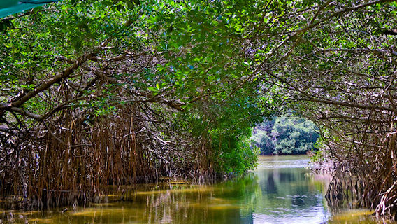 Tunel de Manglares Ría Celestún