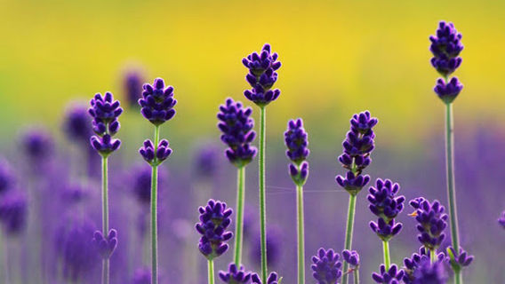 HEALTH MATTERS Esthetics and Massage