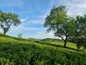 Ramgarh Tea Estate