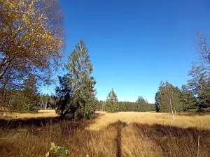 Hochmoor des Sollings